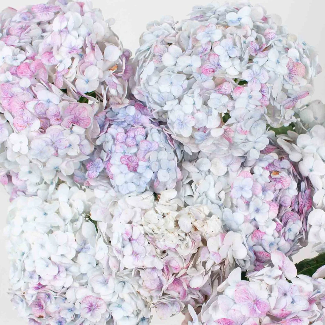 Build Your Own Hydrangea Box (4 bunch minimum) - Image 9