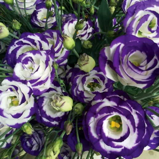Build Your Own Lisianthus Box (4 bunch minimum) - Image 4