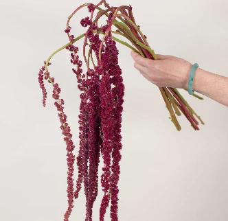 Build Your Own Amaranthus Box (5 bunch minimum) - Image 4
