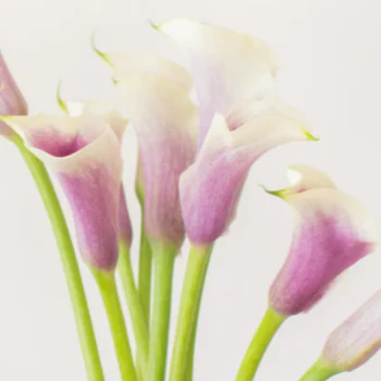 Build Your Own Mini Calla Box (5 bunch minimum) - Image 4