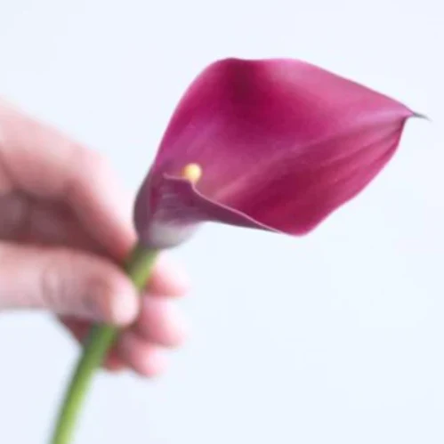 Build Your Own Mini Calla Box (5 bunch minimum) - Image 5