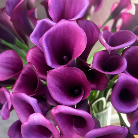 Build Your Own Mini Calla Box (5 bunch minimum) - Image 6