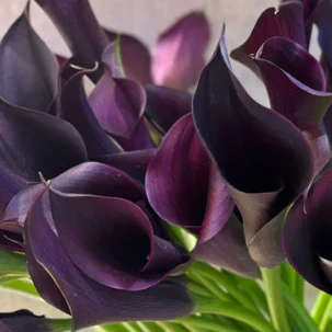 Build Your Own Mini Calla Box (5 bunch minimum) - Image 7