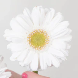 Build Your Own Mini Gerbera Box (5 bunch minimum)