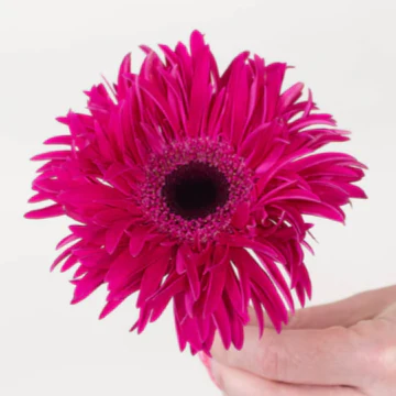 Build Your Own Mini Gerbera Box (5 bunch minimum) - Image 10