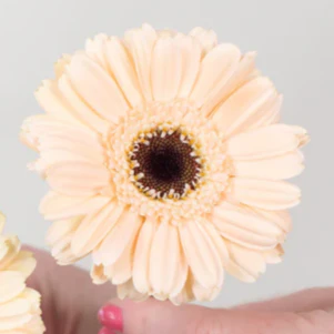 Build Your Own Mini Gerbera Box (5 bunch minimum) - Image 2