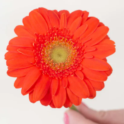 Build Your Own Mini Gerbera Box (5 bunch minimum) - Image 3