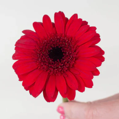 Build Your Own Mini Gerbera Box (5 bunch minimum) - Image 4