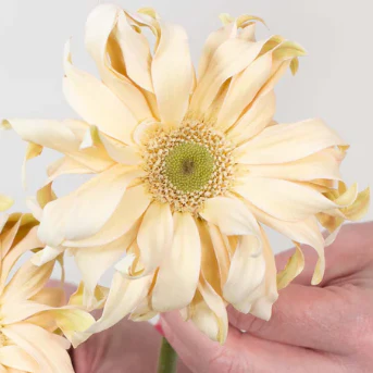 Build Your Own Mini Gerbera Box (5 bunch minimum) - Image 5