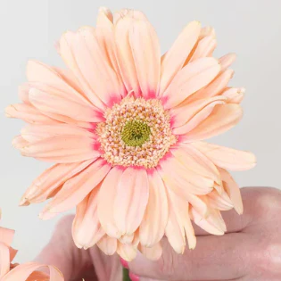 Build Your Own Mini Gerbera Box (5 bunch minimum) - Image 6