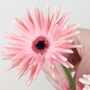 Build Your Own Mini Gerbera Box (5 bunch minimum) - Image 7