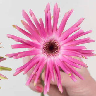 Build Your Own Mini Gerbera Box (5 bunch minimum) - Image 8