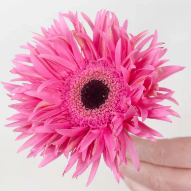 Build Your Own Mini Gerbera Box (5 bunch minimum) - Image 9