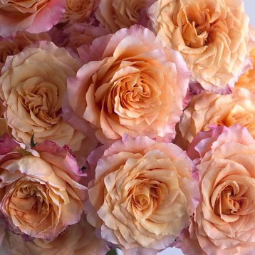 Build Your Own Rose & Carnation Box (2 bunch minimum) - Image 10