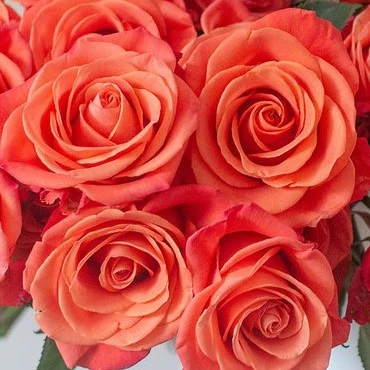 Build Your Own Rose & Carnation Box (2 bunch minimum) - Image 11