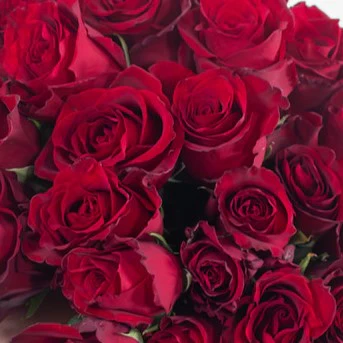Build Your Own Rose & Carnation Box (2 bunch minimum) - Image 12