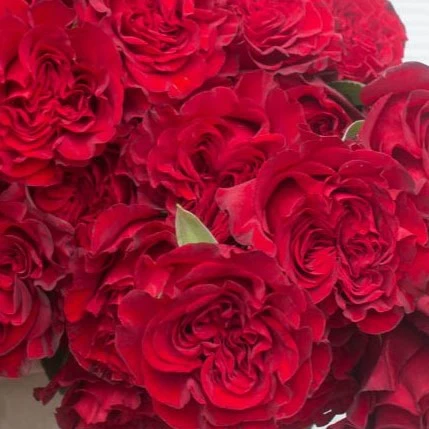 Build Your Own Rose & Carnation Box (2 bunch minimum) - Image 14