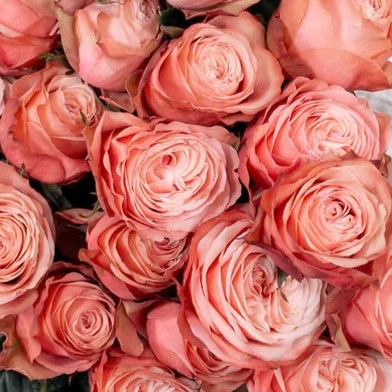 Build Your Own Rose & Carnation Box (2 bunch minimum) - Image 15