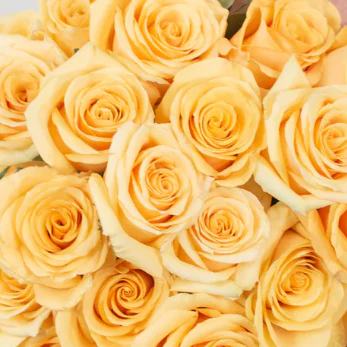Build Your Own Rose & Carnation Box (2 bunch minimum) - Image 32