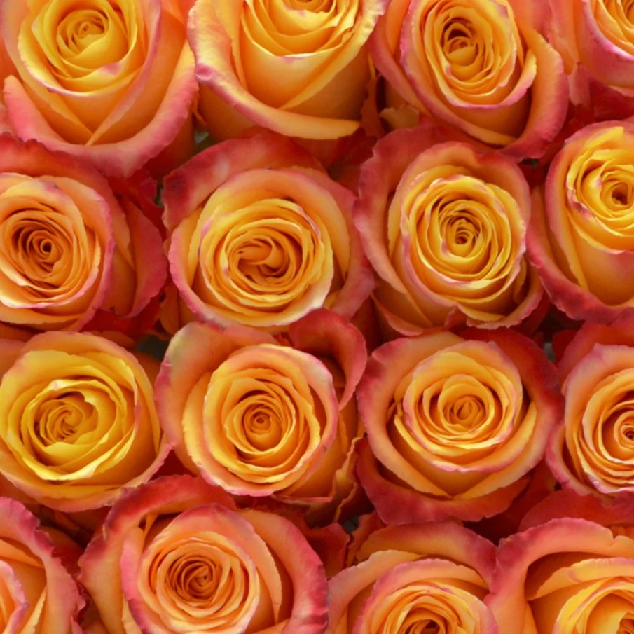 Build Your Own Rose & Carnation Box (2 bunch minimum) - Image 37