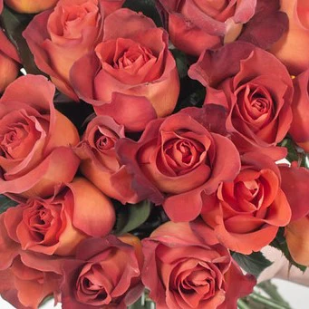 Build Your Own Rose & Carnation Box (2 bunch minimum) - Image 38