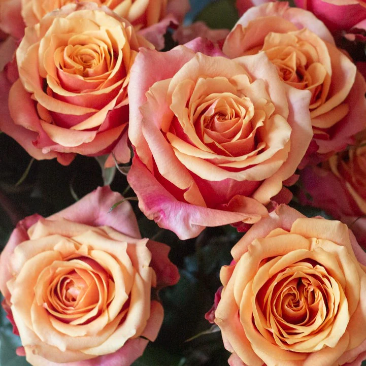 Build Your Own Rose & Carnation Box (2 bunch minimum) - Image 39