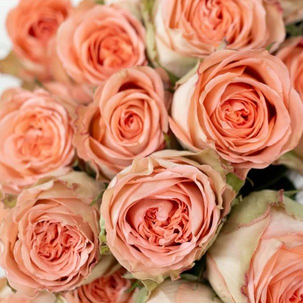 Build Your Own Rose & Carnation Box (2 bunch minimum) - Image 43