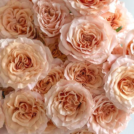 Build Your Own Rose & Carnation Box (2 bunch minimum) - Image 45