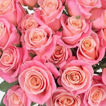 Build Your Own Rose & Carnation Box (2 bunch minimum) - Image 47