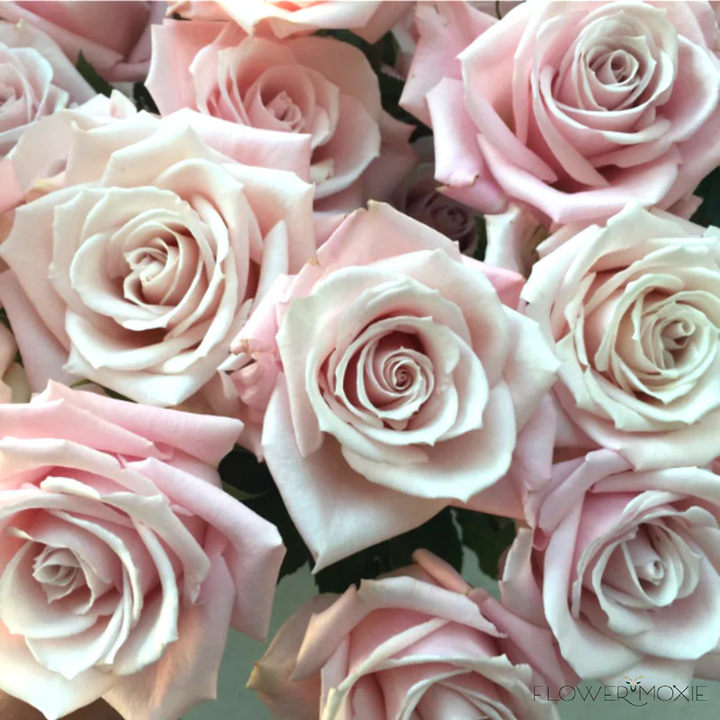Build Your Own Rose & Carnation Box (2 bunch minimum) - Image 53
