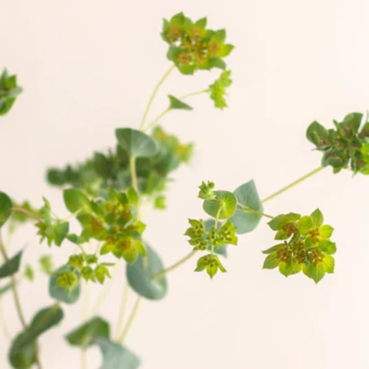 Build Your Own Rose & Greenery Box (5 bunch minimum) - Image 57