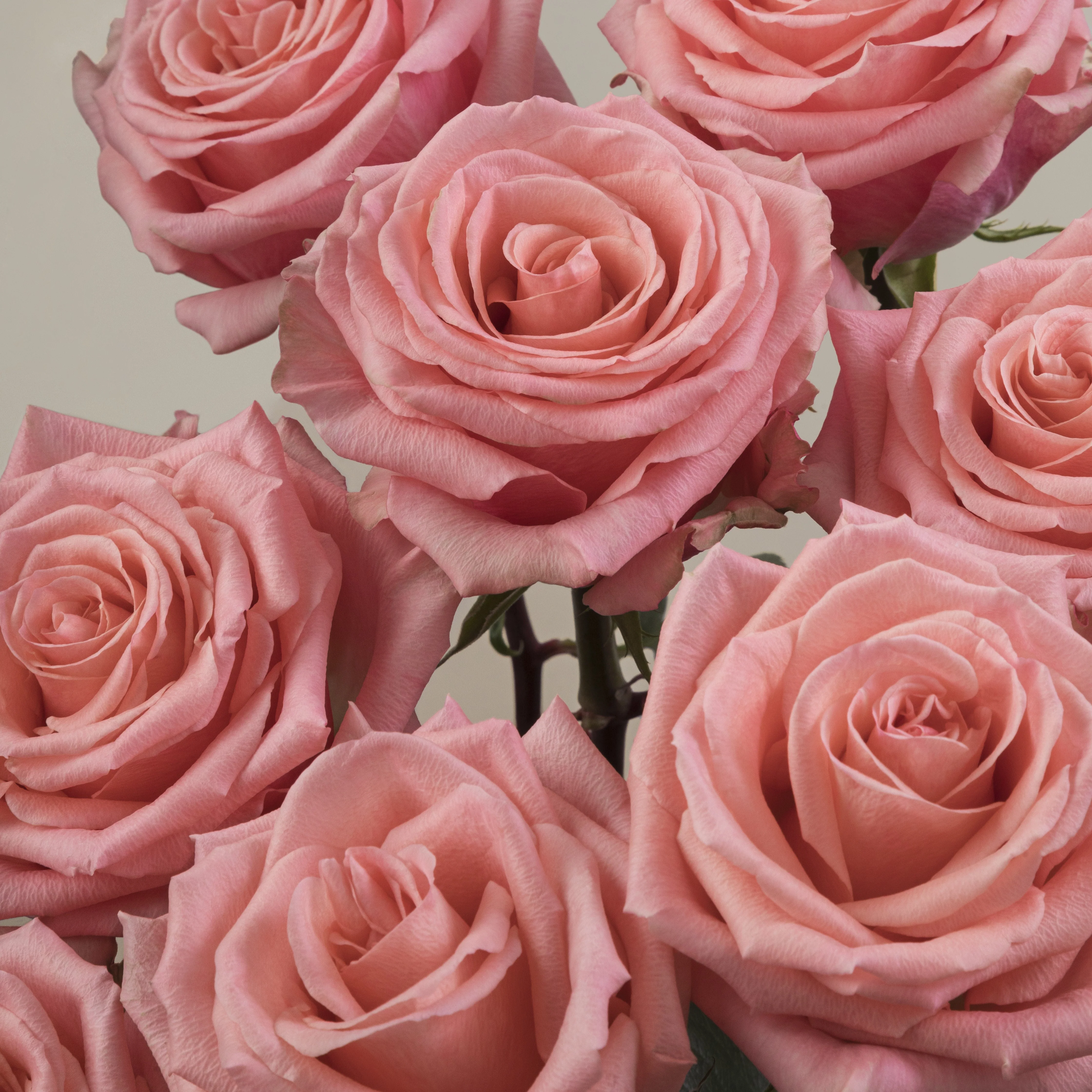 Build Your Own Rose Box (2 bunch minimum) - Image 34