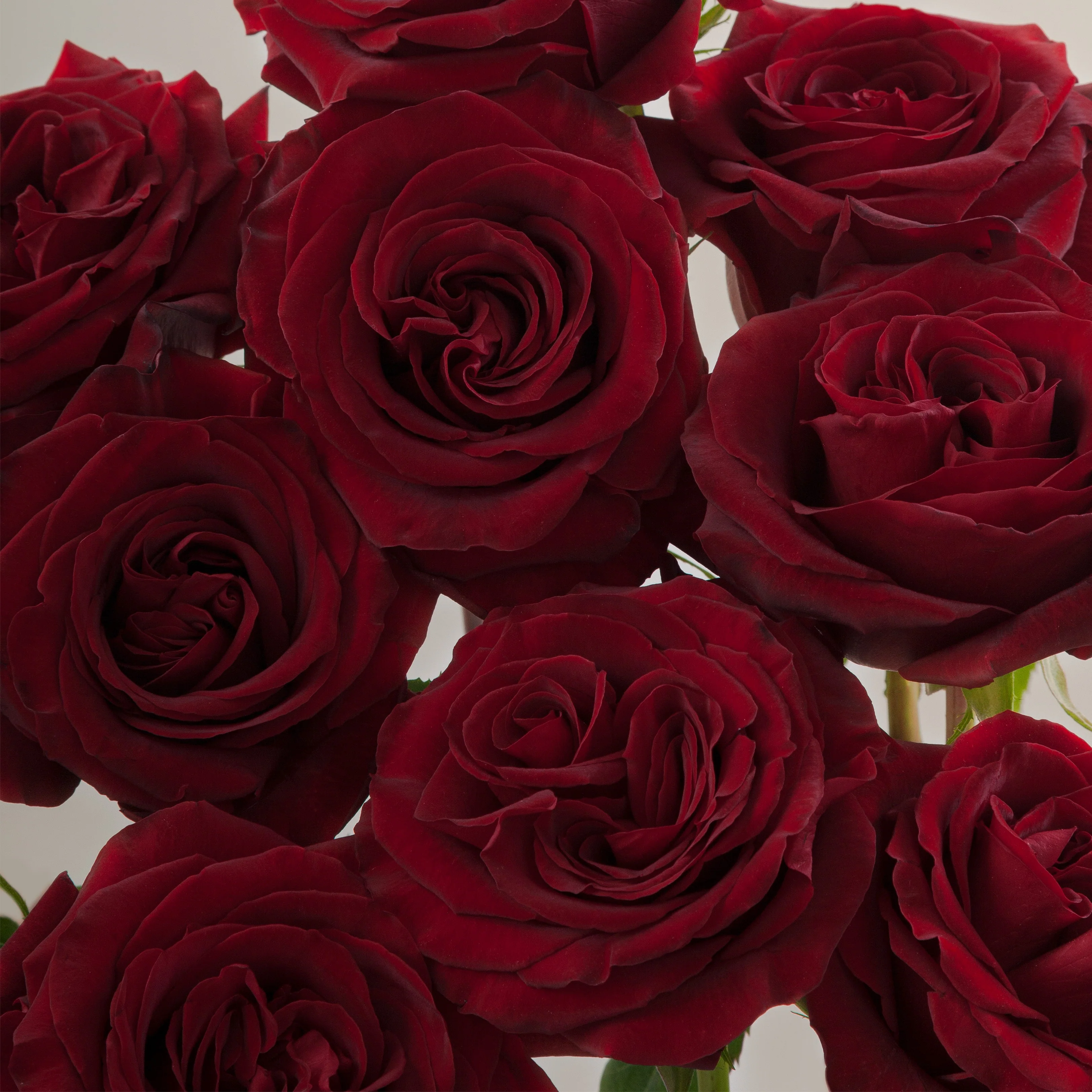 Build Your Own Rose Box (2 bunch minimum) - Image 36