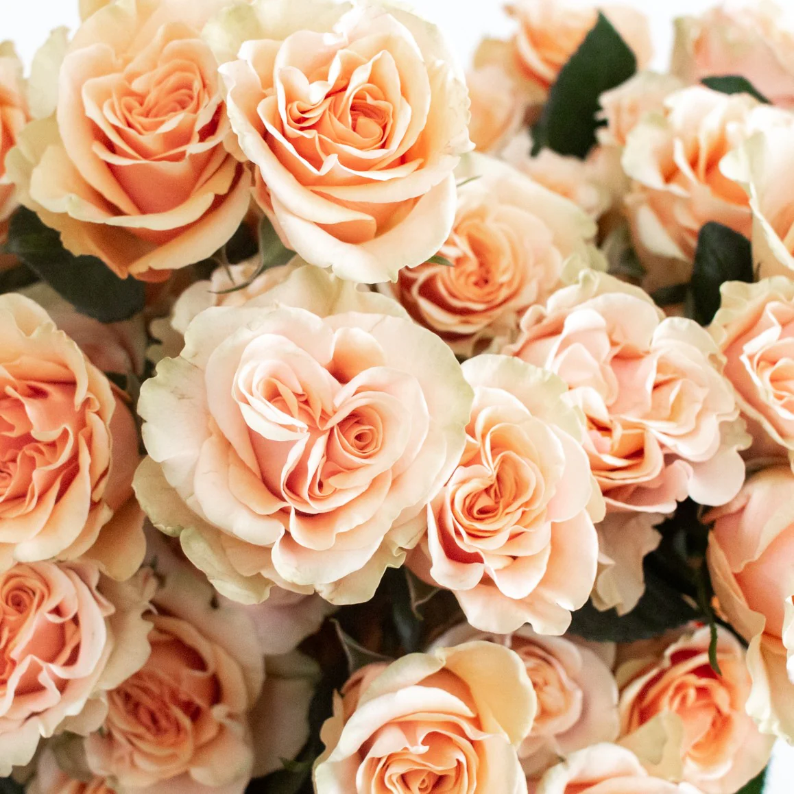 Build Your Own Rose Box (2 bunch minimum) - Image 39