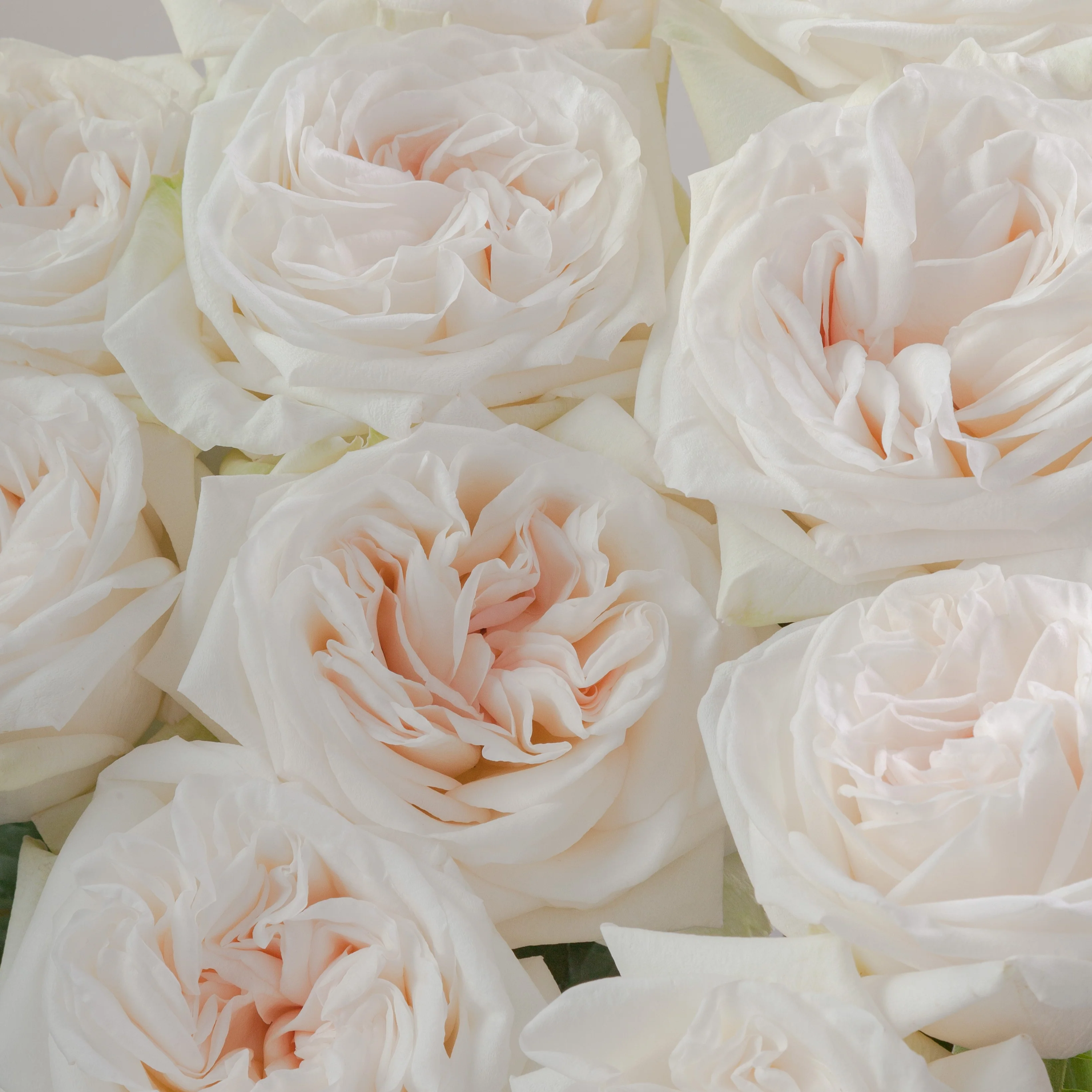 Build Your Own Rose Box (2 bunch minimum) - Image 45