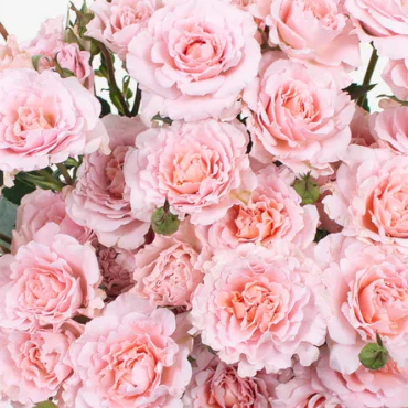 Build Your Own Rose & Spray Rose Box (5 bunch minimum) - Image 59