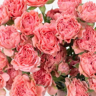 Build Your Own Rose & Spray Rose Box (5 bunch minimum) - Image 60