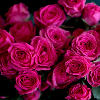 Build Your Own Rose & Spray Rose Box (5 bunch minimum) - Image 61