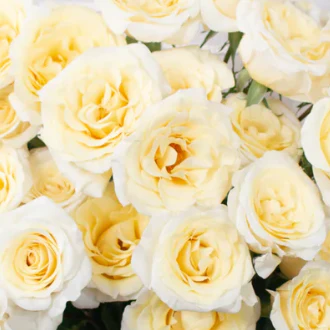 Build Your Own Rose & Spray Rose Box (5 bunch minimum) - Image 62