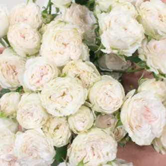 Build Your Own Spray Rose Box (5 bunch minimum) - Image 18