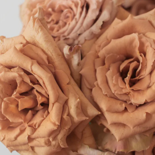 Build Your Own Rose & Spray Rose Box (5 bunch minimum) - Image 67