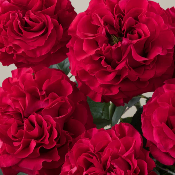 Build Your Own Rose Box (2 bunch minimum) - Image 53