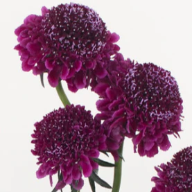 Build Your Own Scabiosa Box (8 bunch minimum) - Image 6