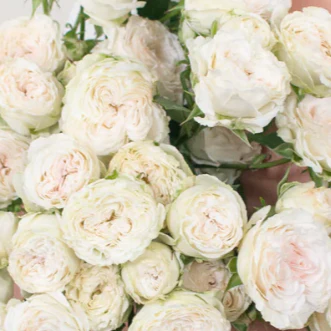 Build Your Own Spray Rose Box (5 bunch minimum)
