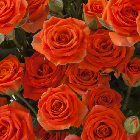 Build Your Own Spray Rose Box (5 bunch minimum) - Image 12