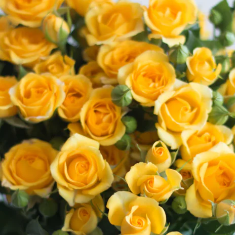 Build Your Own Spray Rose Box (5 bunch minimum) - Image 16