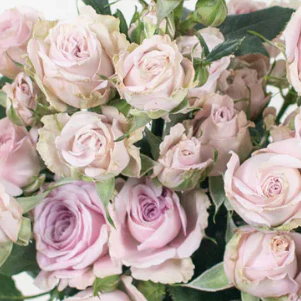 Build Your Own Spray Rose Box (5 bunch minimum) - Image 5