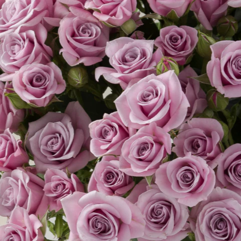 Build Your Own Spray Rose Box (5 bunch minimum) - Image 6