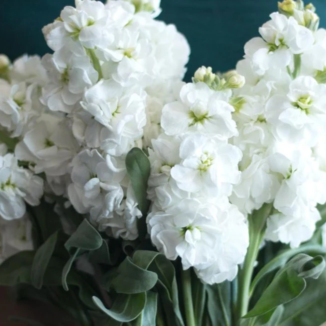 Build Your Own Line Flower Box (5 bunch minimum)