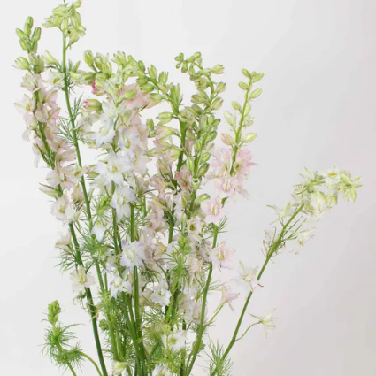 Build Your Own Line Flower Box (5 bunch minimum) - Image 15